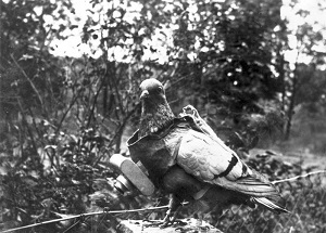 Burung merpati dengan kamera saat perang Dunia ke 1(1917-1918)