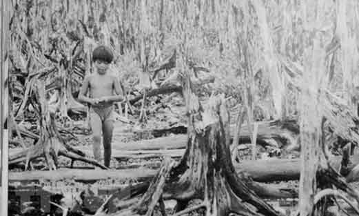 Pada pertengahan 1961, Presiden Ngo Dinh Diem dari Vietnam Selatan meminta Amerika Serikat untuk membantu menebangi hutan rimbun yang melindungi musuh-musuh Komunisnya