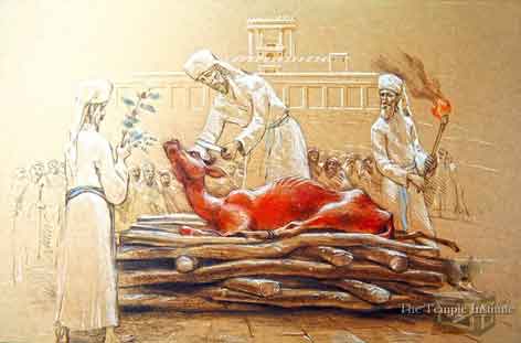 "Seekor sapi betina berwarna merah sempurna lahir di tanah Israel," kata organisasi tersebut, seperti dikutip The Mirror, Selasa (4/9/2023). "Anak sapi betina berwarna merah membawa janji untuk mengembalikan kemurnian Alkitab kepada dunia," katanya lagi.